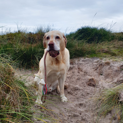 Unser Hund Butch Unser Hund Butch