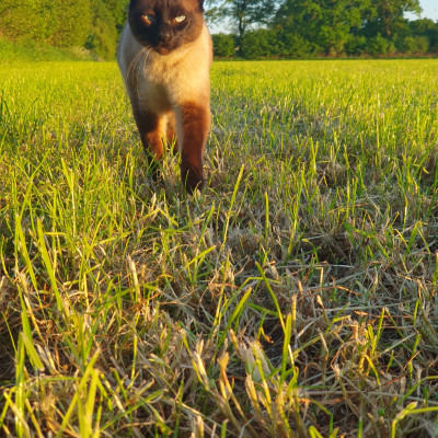 Gustav unser Kater Gustav unser Kater